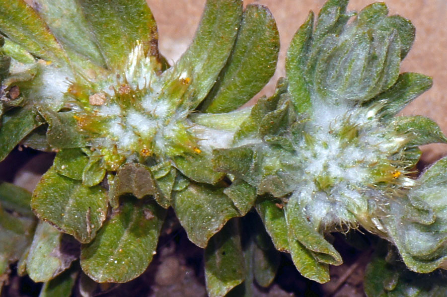 Filago pyramidata / Bambagia spatolata